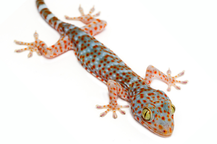Tokay Gecko Care Sheet | Gecko Care