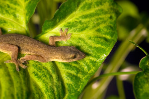 House gecko on broad green leaf