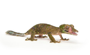 Leaf-tailed Gecko, Uroplatus silcorae
