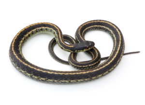 Garter Snake