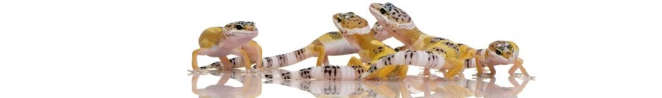 Gecko Care